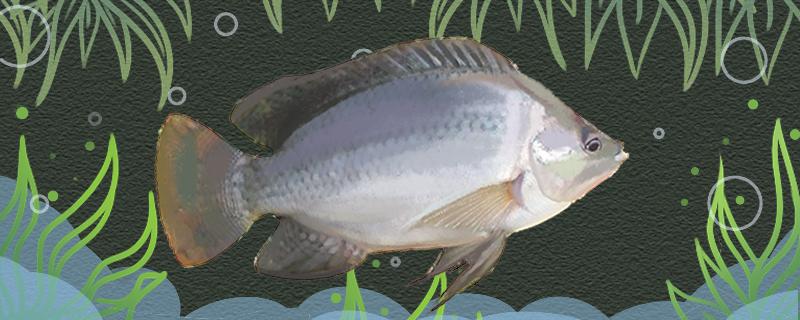 钓罗非鱼用什么饵料最好用什么鱼竿最好(钓罗非鱼用什么饵料比较好)