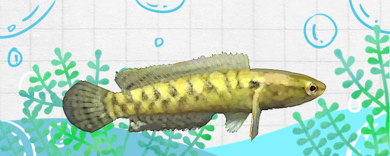 庞克雷龙鱼好养吗怎么养(白金庞克雷龙鱼)