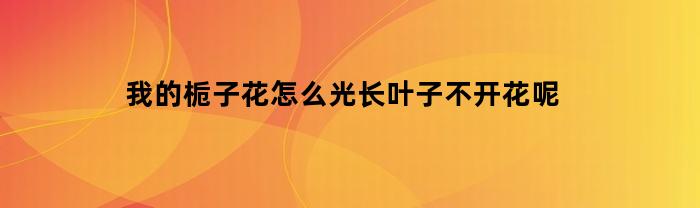 我的栀子花怎么光长叶子不开花呢(栀子花枝叶茂盛不开花是怎么回事?)