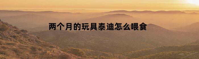 两个月的玩具泰迪怎么喂食(两个月的玩具泰迪有多大)