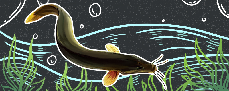 泥鳅和鱼能混养吗会被鱼吃掉吗(泥鳅跟鱼能一起养吗)