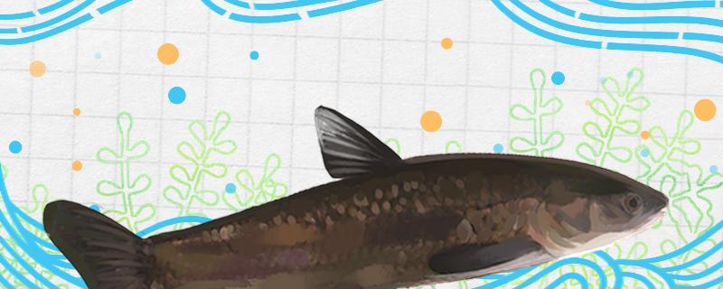 大青鱼好钓吗如何钓大青鱼(垂钓大青鱼)