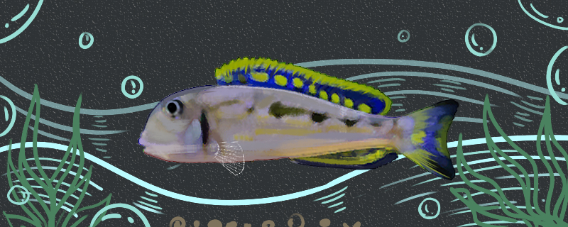 蓝星珍珠鱼好养吗怎么养(蓝星珍珠龙)