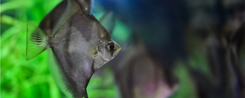 玉米养鱼长得快吗给鱼喂食要注意什么(玉米养鱼需要哪些技术)