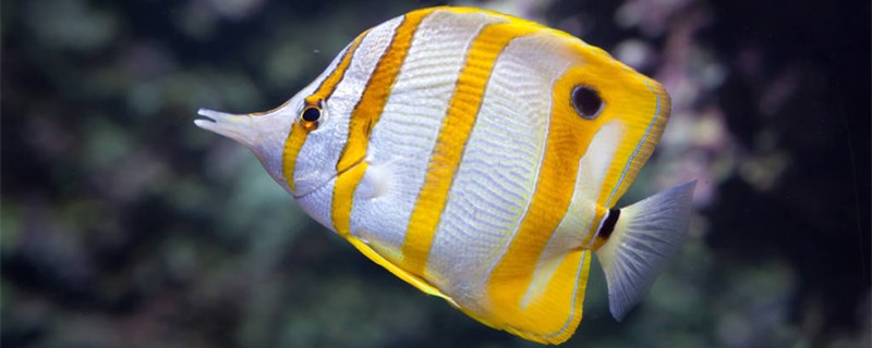 鱼塘ph值太高怎么降ph过高有哪些危害(鱼塘ph值太低怎么提高)