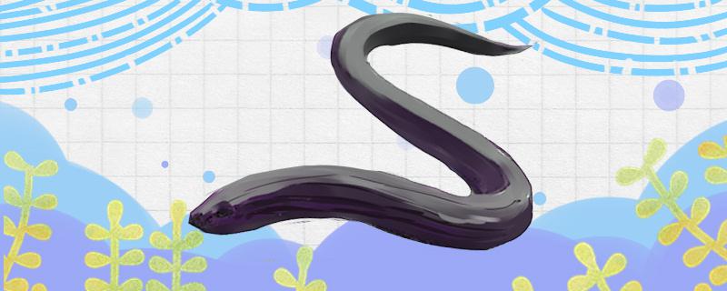 什么时候可以钓黄鳝怎么钓黄鳝(中科本安)