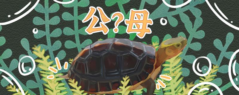 黄缘龟怎么分辨公母能放在一起养吗(黄缘龟怎么分辨公母能放在一起养吗图片)