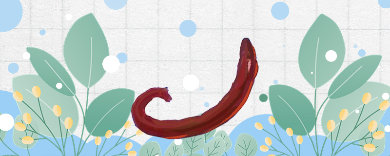 活体红虫怎么保存能放冰箱保存吗(活体红虫如何保存)