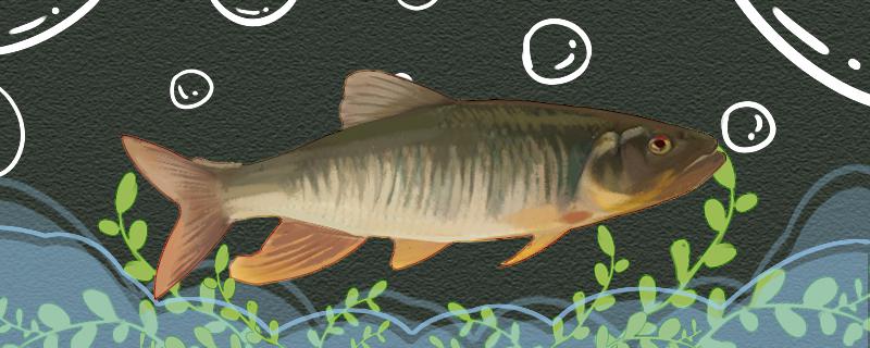 手竿钓马口用什么饵好用多大的钩(钓马口用什么竿最好)