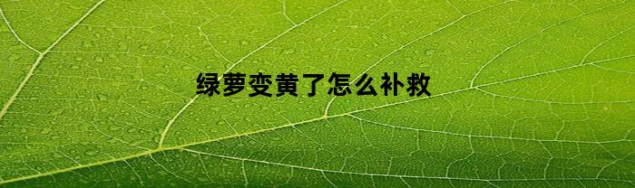 绿萝变黄了怎么补救(绿萝变黄了怎么补救呢)