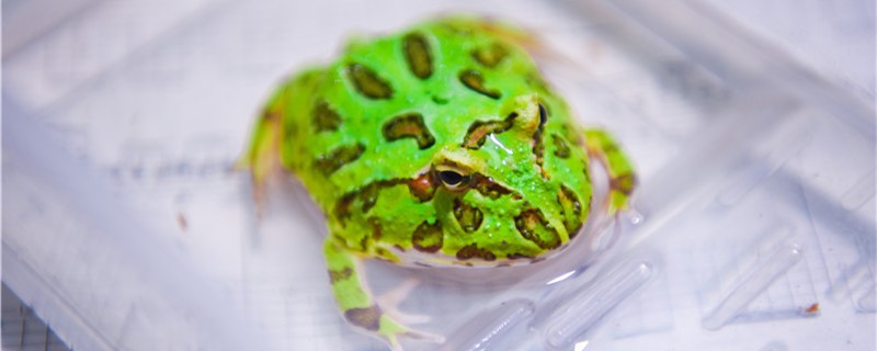 青蛙吃什么食物怎么捕食(旅行青蛙猫头鹰喜欢吃什么食物)