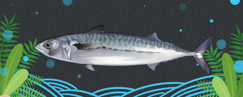 鲅鱼有鱼鳞吗有鱼刺吗(鲅鱼有麟没)