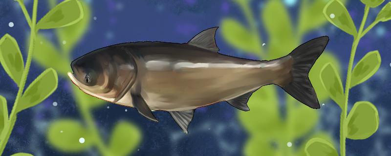 春天钓鲢鳙用什么味型的饵料用什么鱼竿(春天钓鲢鳙钓几米)