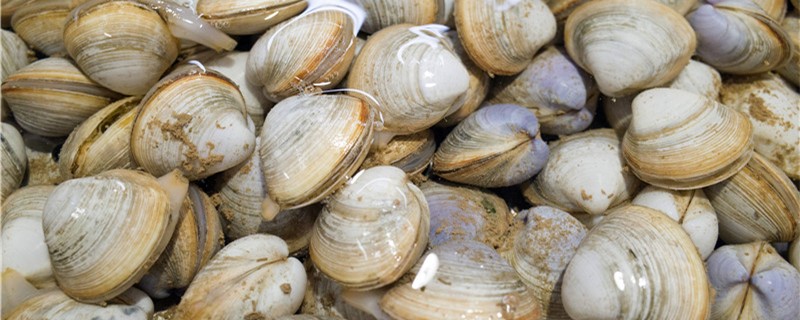 蛤蜊和花甲一样吗有什么区别(蛤蜊和花甲一样吗有什么区别哪个好)