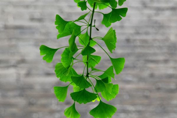 银杏盆景小贴士(银杏盆景欣赏)