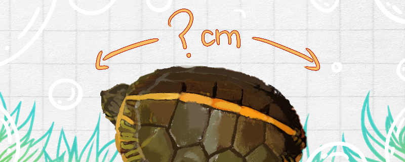 南部锦龟能长多大能活多久(南部锦龟需要冬眠吗)