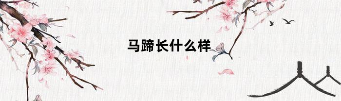 马蹄长什么样(马蹄样子)
