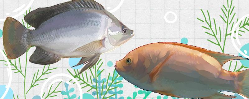 花雕鱼和罗非鱼一样吗有什么区别(花雕鱼和罗非鱼一样吗有什么区别呢)