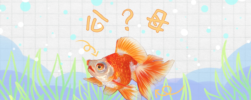 龙睛金鱼怎么分公母公母能一起养吗(龙睛金鱼有哪些品种)