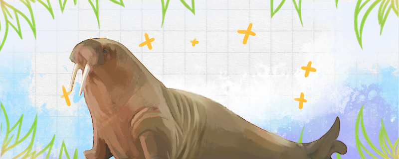 海象吃什么东西吃不吃企鹅(海象吃肉吗)