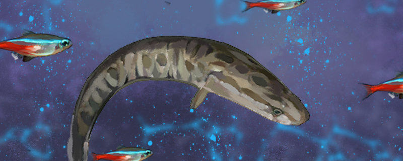 黑鱼可以和什么鱼混养能和热带鱼一起养吗(黑鱼适合和什么鱼一起养)