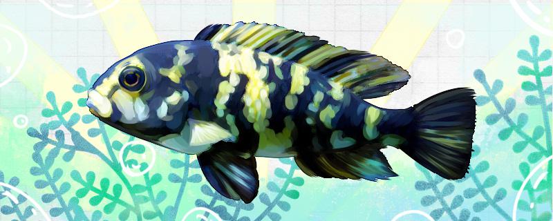 蓝色刮藻机鱼好养吗怎么养(蓝色的藻)