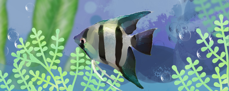 斑马神仙鱼能活多少年能长多大(斑马鱼和神仙混养)