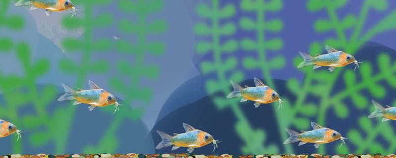 鼠鱼用多少毫米的沙子用什么沙子好(鼠鱼专用沙)