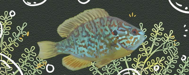 太阳鱼可以长到多大可以活多久(太阳鱼多大停止生长)