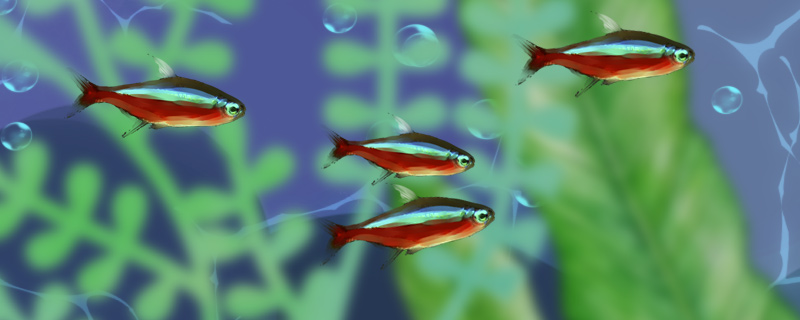 宝莲灯鱼的养殖方法是什么养殖时有什么注意事项(宝莲灯鱼怎么养出状态快)