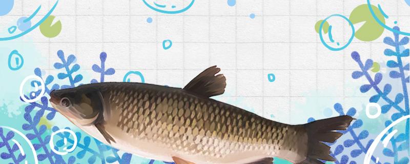 秋季能钓草鱼吗最佳方法是什么(秋季野钓草鱼)