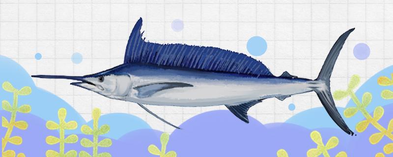 旗鱼的速度有多快是什么鱼(旗鱼的威力)