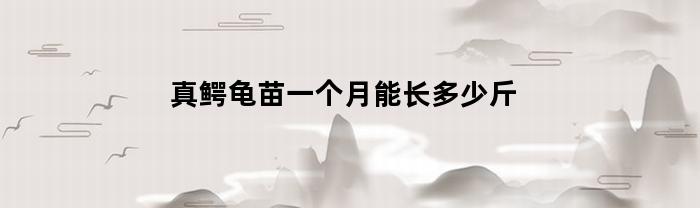真鳄龟苗一个月能长多少斤(真鳄龟幼苗)