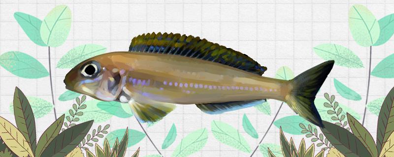 七彩珍珠天使鱼好养吗怎么养(黄金七彩珍珠鱼)