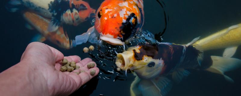 家里养鱼给鱼吃什么怎么给鱼喂食(家里养鱼给鱼吃什么怎么给鱼喂食呢)