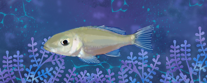 史戴普天使好养吗怎么养(扫戴斯乃什么意思)