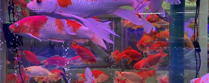锦鲤扎堆聚群是怎么回事怎么办(锦鲤在一起凑群怎么回事)