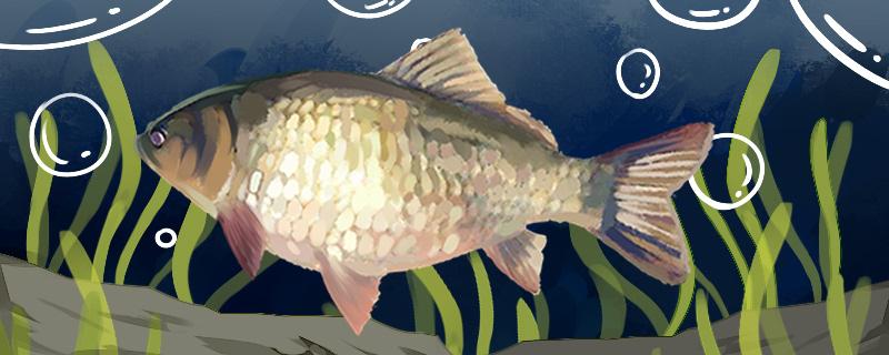 夏天大太阳适合钓鱼吗怎么钓鲫鱼(大太阳天气怎么钓鱼)