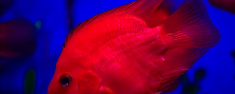 一米的鱼缸适合养多少鱼这种鱼缸能养什么鱼(一米的鱼缸养多大的鱼合适)