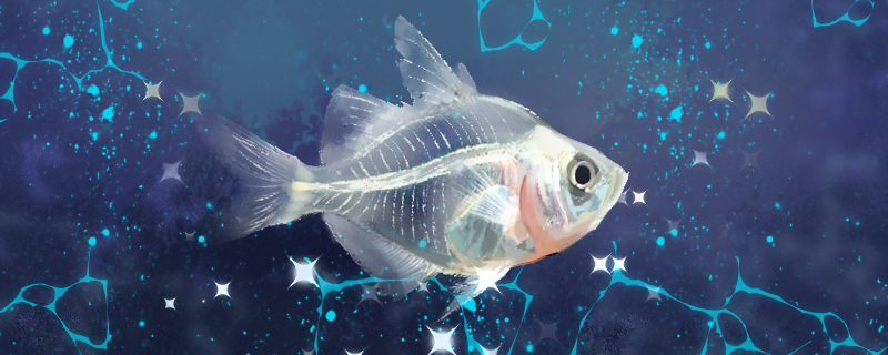 玻璃拉拉鱼好养吗怎么养(玻璃拉拉鱼寿命多长)