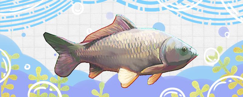 黑坑鲤鱼上浮不开口怎么办怎么让鲤鱼开口(黑坑钓鲤鱼不开口咋办)