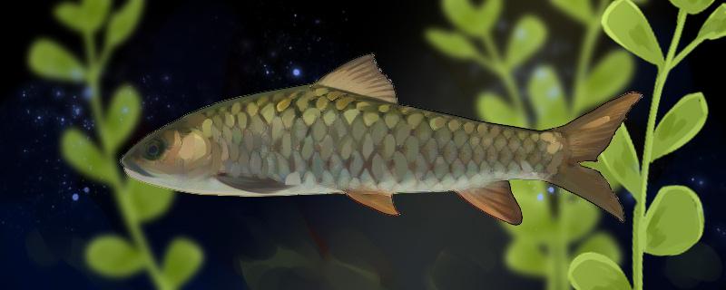 青竹鱼是什么鱼生活在哪里(青竹鱼介绍)