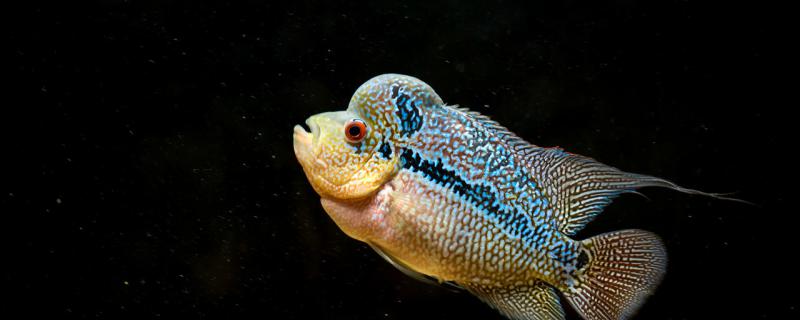 罗汉鱼寿命多少年能长多大(罗汉鱼的寿命是几年罗汉鱼的图片)