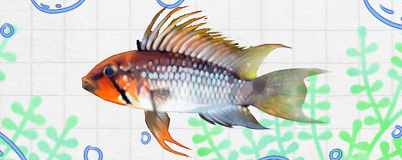 巴洛短鲷好养吗怎么养(巴洛短鲷好养吗怎么养活)