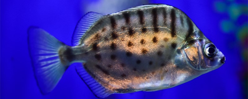 井水可以养鱼吗井水怎样处理才能养鱼(井水养鱼行吗)