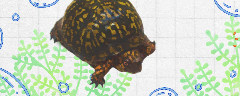 北部锦箱龟好养吗怎么养(南部锦箱龟)