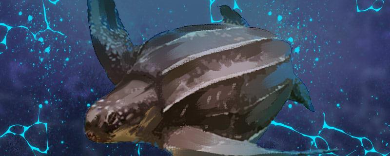 棱皮龟是海龟吗需要用海水养吗(棱皮海龟图片)