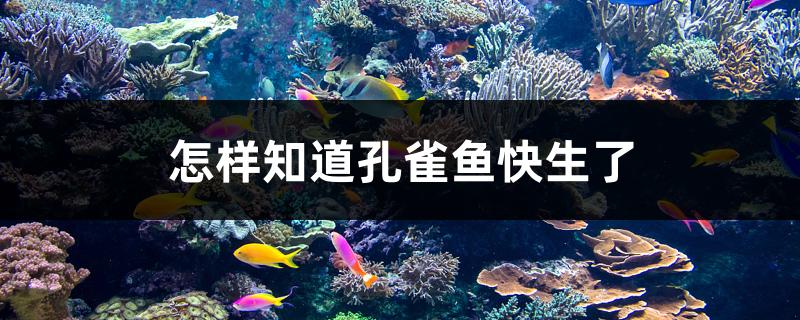 怎样知道孔雀鱼快生了(孔雀鱼一胎最少生几条)