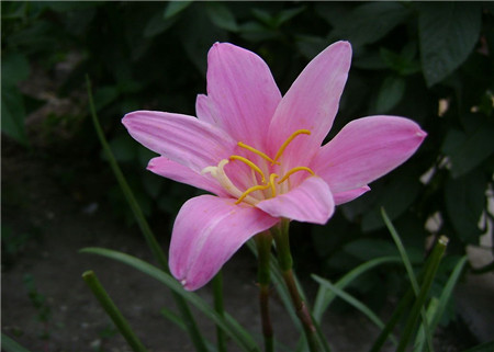 韭菜莲的药用价值