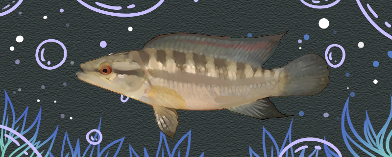 茅尖鱼好养吗怎么养(茅尖鱼好养吗怎么养活)